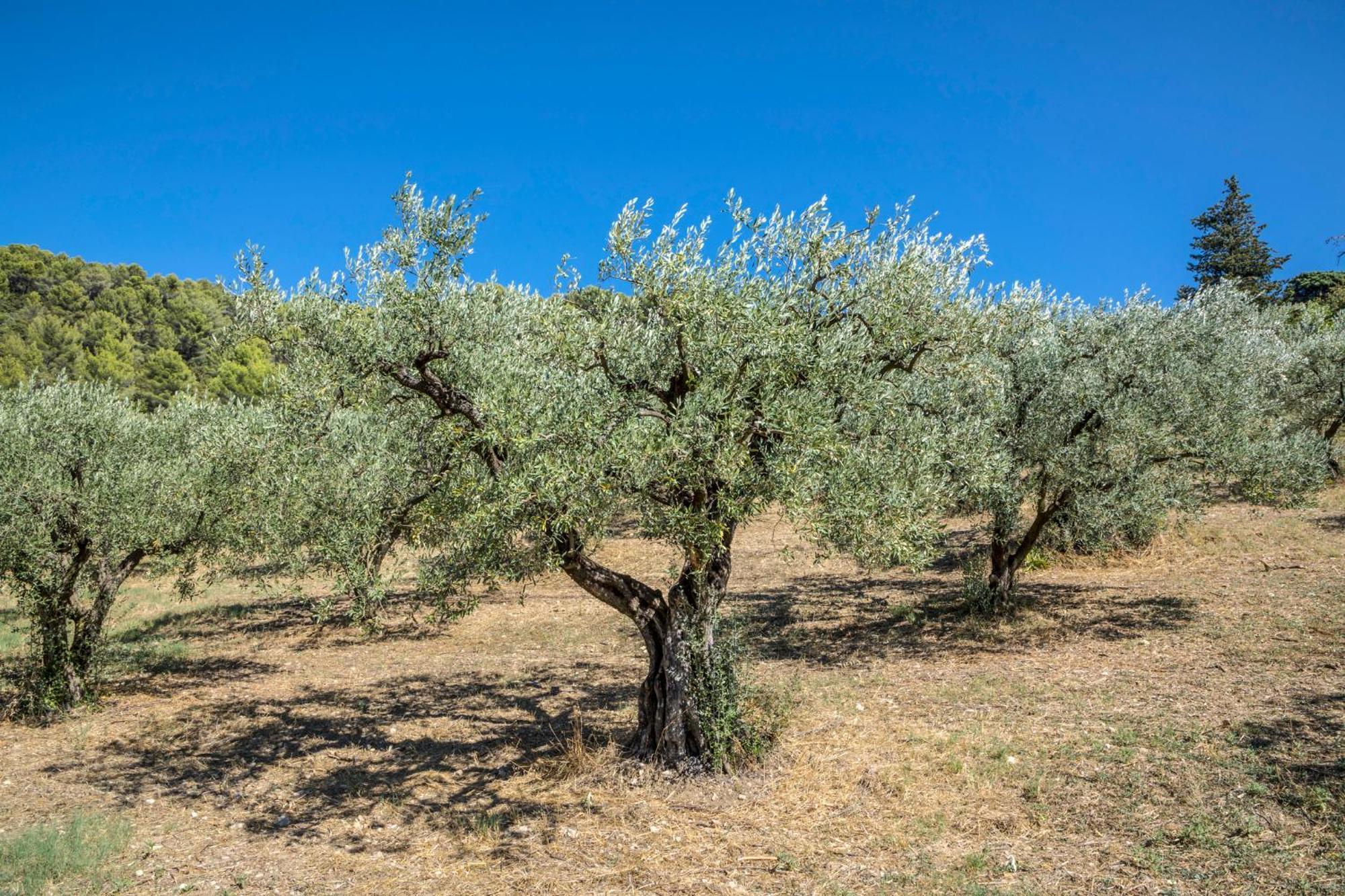 Eyragues Maison Tendance Avec Jardin, Centre Village, Alpilles, Familles מראה חיצוני תמונה